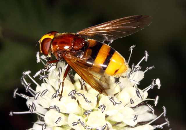 Volucella zonaria - Copyright Denis Bourgeois